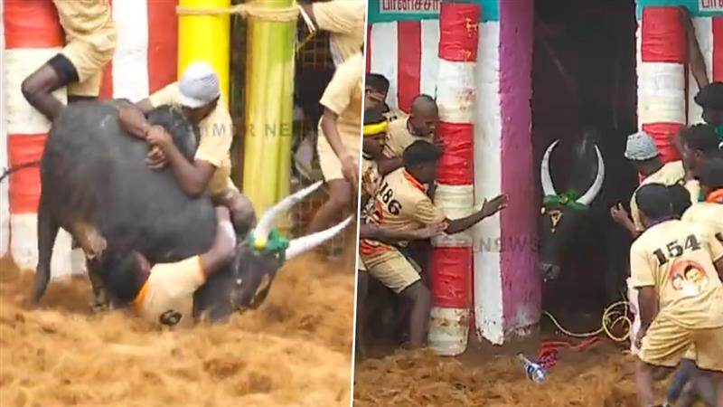 Palamedu Jallikattu 2025: 