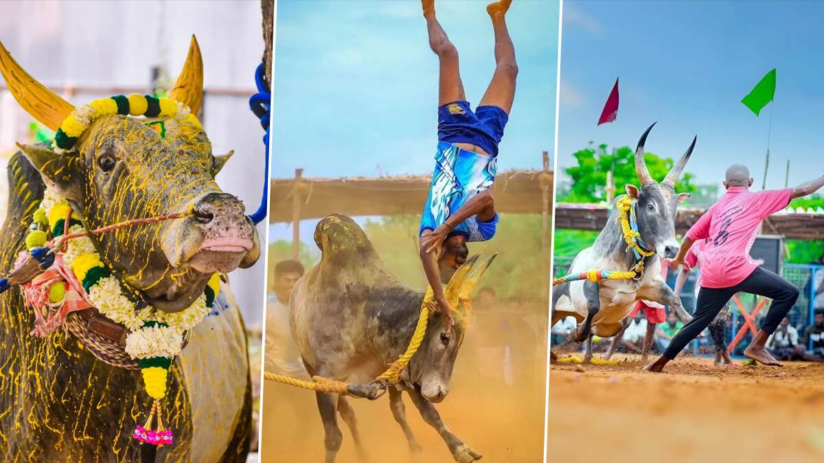 Jallikattu Bulls: காங்கேயம் முதல் ஆலம்பாடி வரை.. தமிழர் வீரத்தின் அடையாளம் ஜல்லிக்கட்டு காளைகள்.. இத்தனை வகைகள் உள்ளனவா? விபரம் உள்ளே.!