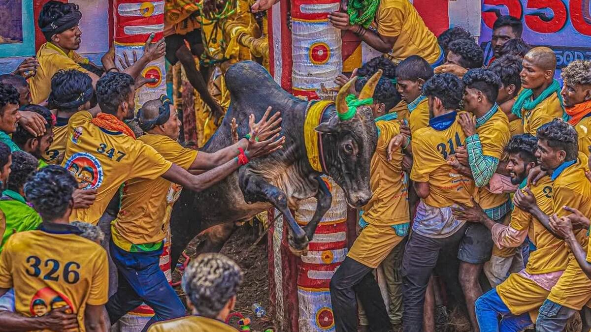 Jallikattu 2025: உலக புகழ்பெற்ற ஜல்லிக்கட்டு போட்டிகள்.. எங்கே, எப்போது நடைபெறும்? விபரம் உள்ளே.!