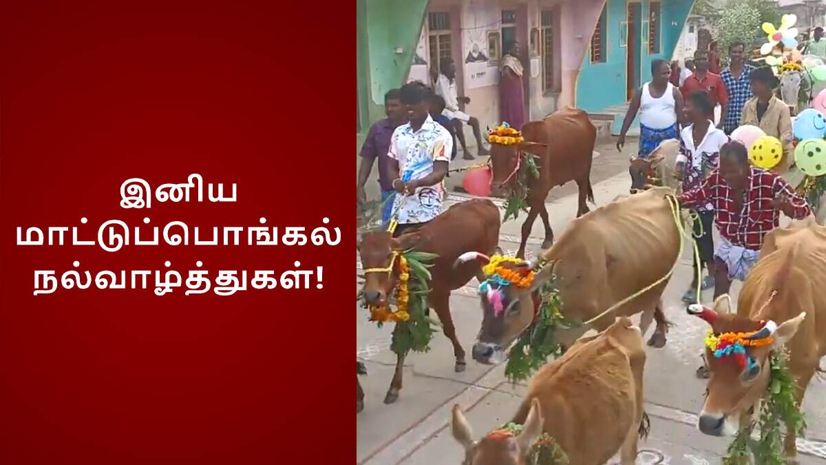 Mattu Pongal 2025: உழவனின் நண்பனுக்கு மாட்டுப்பொங்கல்; பொங்கல் வைக்க நல்ல நேரம், வாழ்த்து இதோ.!