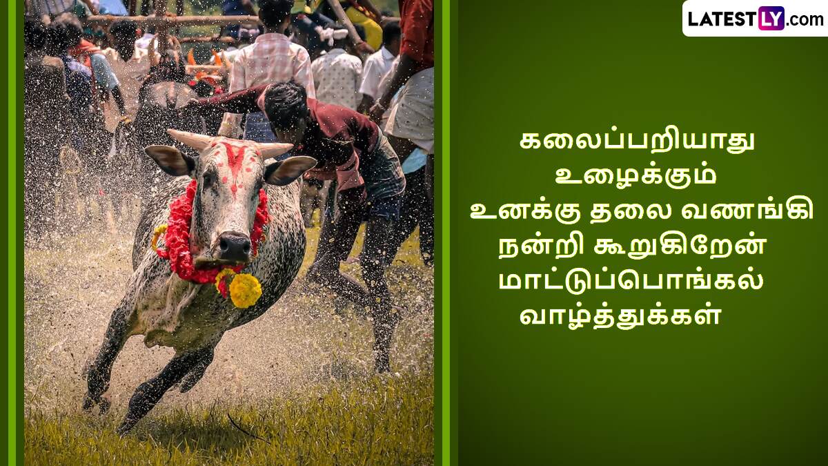 Mattu Pongal 2025: 
