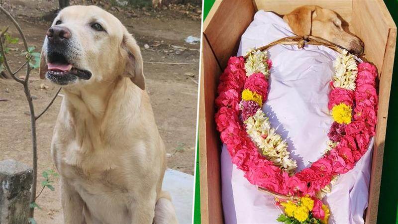 Sniffer Dog Astro Dies: மதுரை மத்திய சிறை மோப்ப நாய் ஆஸ்ட்ரோ மரணம்; 21 குண்டுகள் முழங்க உடல் நல்லடக்கம்.!