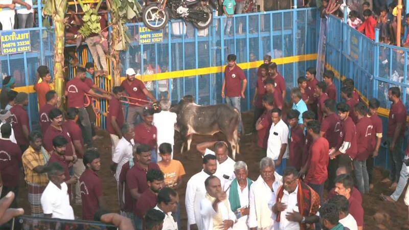 Thatchankurichi Jallikattu: 2025ம் ஆண்டுக்கான முதல் போட்டி; தொடங்கியது தச்சங்குறிச்சி ஜல்லிக்கட்டு.. சீறிப்பாயும் காளைகள்..!