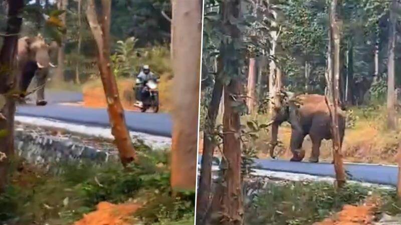 Viral Video: பைக்கில் குடும்பத்துடன் சென்றவர்களுக்கு நேர்ந்த அதிர்ச்சி.. நேருக்கு நேர் வந்த காட்டு யானை.. தப்பித்து ஓடிய வீடியோ உள்ளே.!