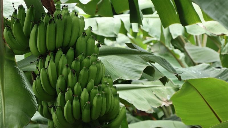 Banana Value Added: வாழைப்பழத்தின் மதிப்புக் கூட்டுப்பொருட்கள்.. கண்டிப்பா இதெல்லாம் தெரிஞ்சிக்கோங்க.!