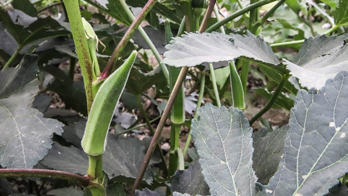 Ladyfinger Cultivation: லாபம் தரும் வெண்டை.. வெண்டை வளர்ப்பு பற்றி அறிவோம் வாங்க..!