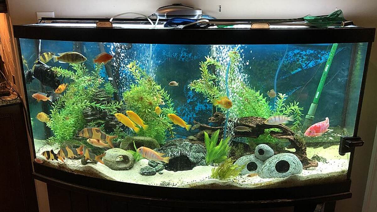 Fish Tank Decorations: மீன் தொட்டிகளை அலங்கரிக்க சில டிப்ஸ் உங்களுக்காக.. கண்டிப்பா இதெல்லாம் தெரிஞ்சிக்கோங்க.!