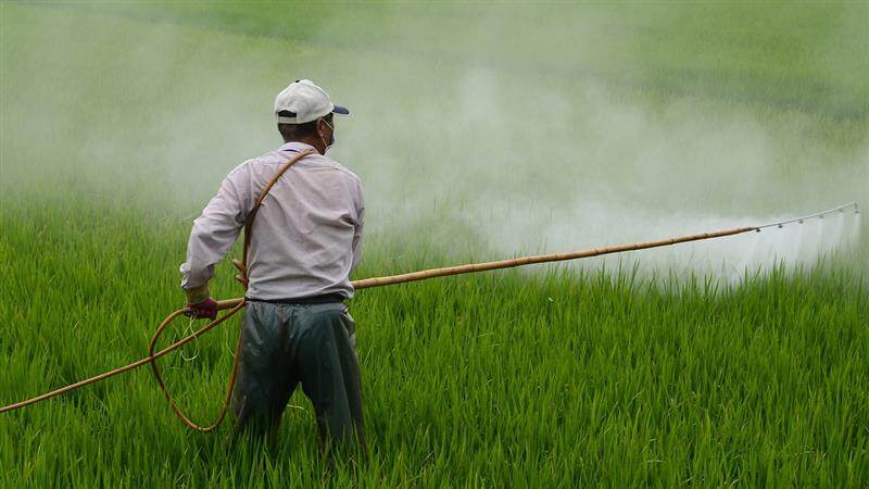 Pesticide: பூச்சிக்கொல்லி தெளிப்பு கவனிக்க வேண்டியவை.. விபரம் உள்ளே..!