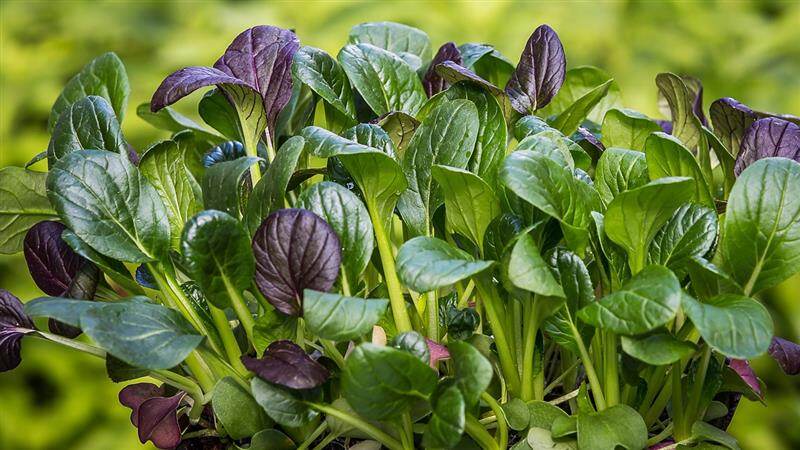 The Forgotten Greens: வேளைக் கீரை முதல் பொடுதலை கீரை வரை.. பெயர் மறந்த கீரைகள் விபரம் உள்ளே.!