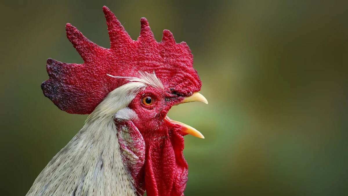 Chicken Heat Stress: கோடையில் கோழிகளுக்கு  வெப்ப பாதிப்பு.. பாதுகாக்க சில வழிமுறைகள்!