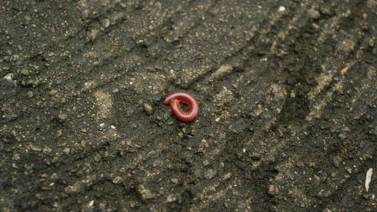 Vermicompost: உழவரின் நண்பன்.. மண்புழு உரம் தயாரிக்கலாம் வாங்க..!