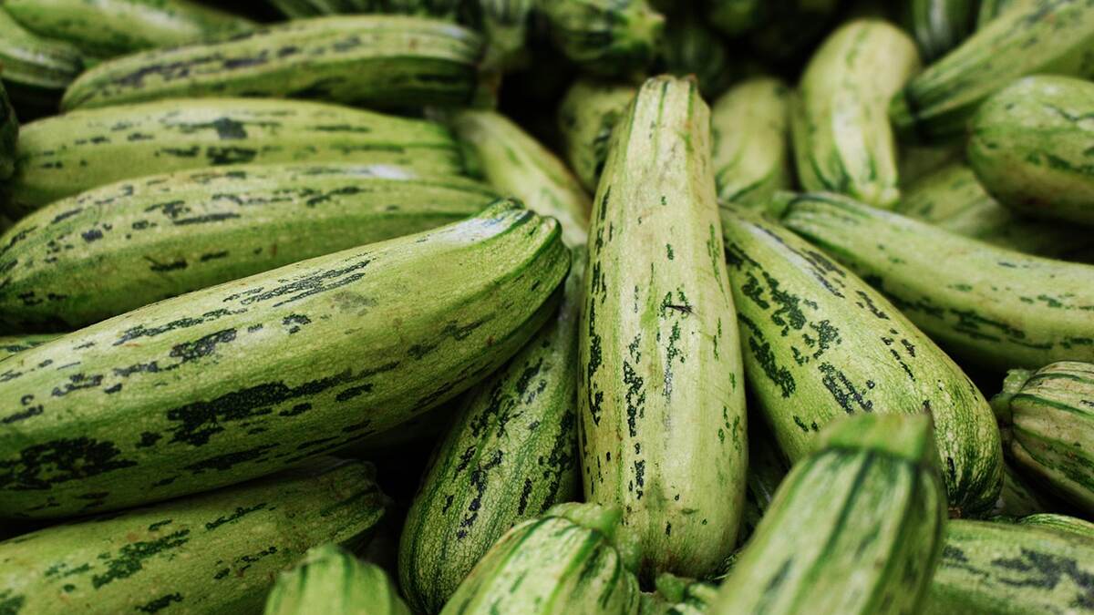 Courgette Growing Guide: வார வாரம் லாபம் தரும் கோவைக்காய்.. இதெல்லாம் தெரிஞ்சிக்கோங்க.!