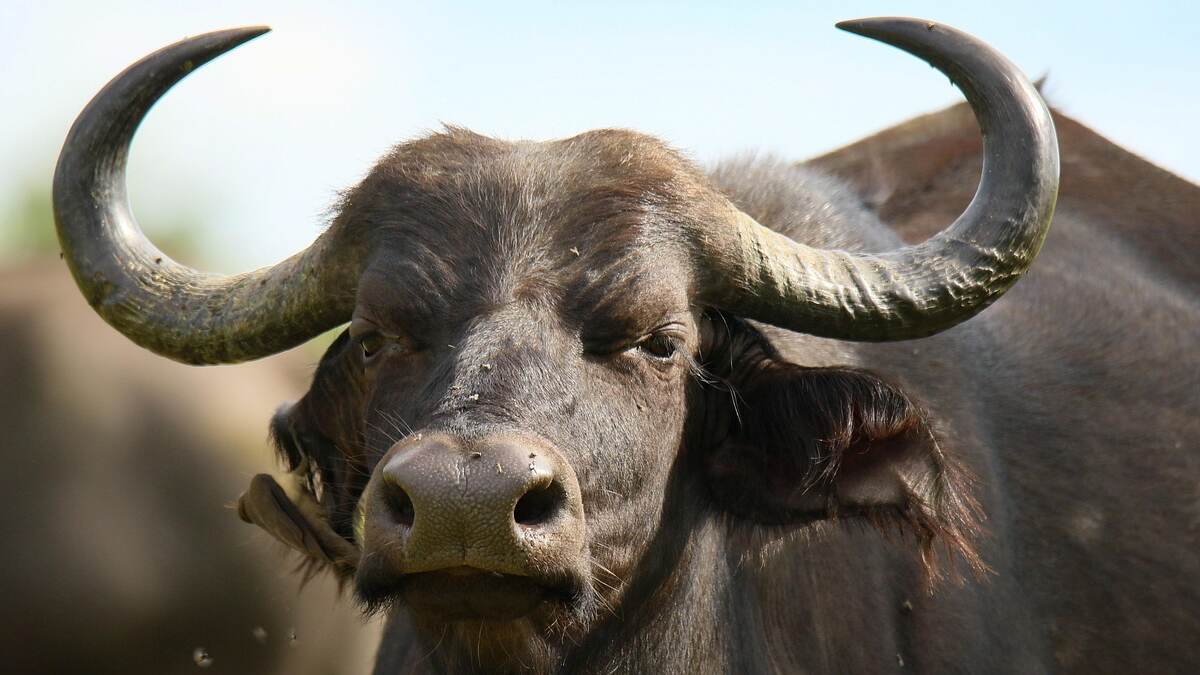 Buffalo Management: லாபம் கொடுக்கும் எருமை வளர்ப்பு.. எருமைகளை வளர்ப்பது எப்படி?!