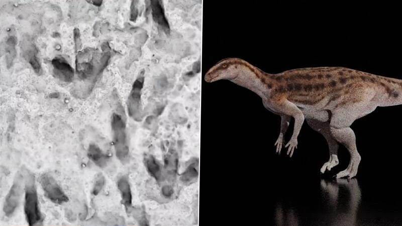 Dinosaur Footprints: 200 மில்லியன் ஆண்டுகள் பழமையான டயனோசரின் காலடித்தடங்கள்; பள்ளி வளாகத்தில் இருந்த பாறையில் கண்டெடுப்பு.!