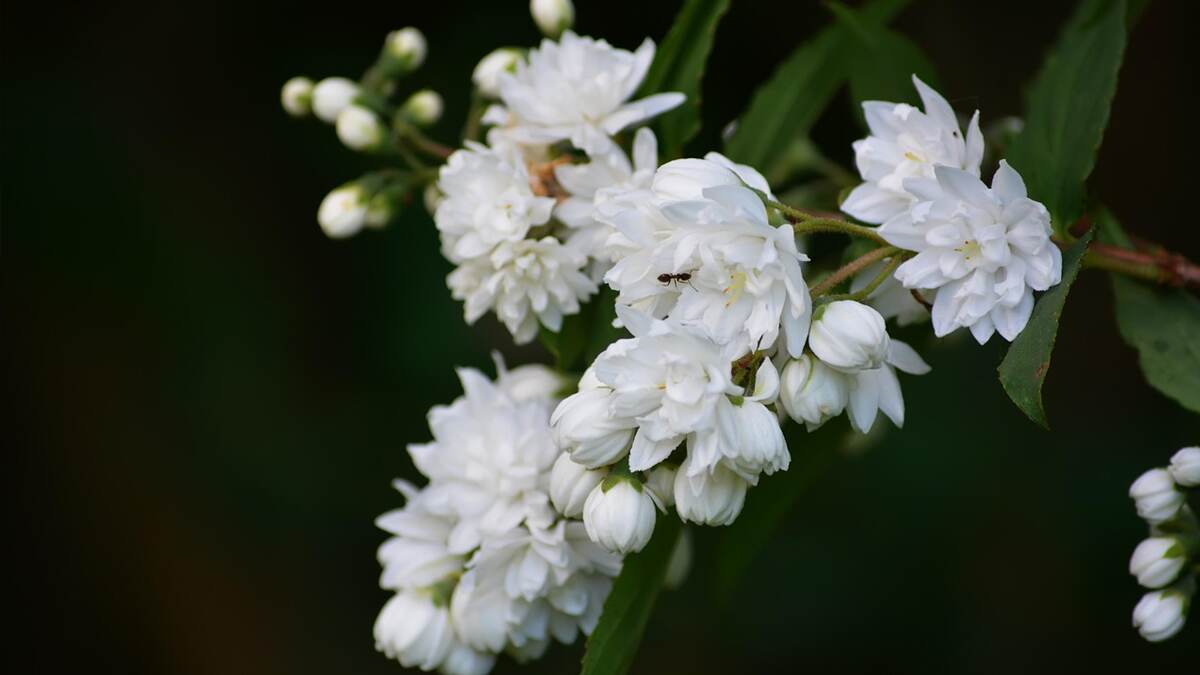 Jasmine Planting Guide: எல்லாக் காலத்திலும் மகசூல்.. லாபம் பூக்கும் மல்லிகைப்பூ விவசாயம்..!