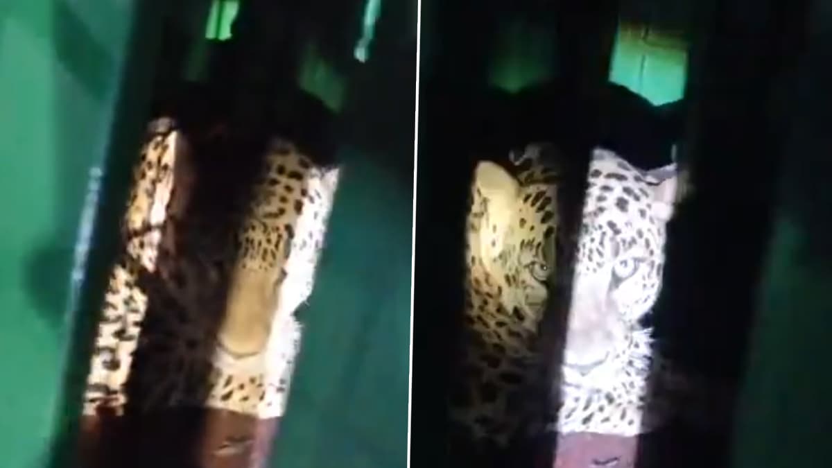 Leopard Caught: 4 மாதங்களாக அச்சுறுத்திய சிறுத்தை.. கூண்டில் பிடிபட்ட வீடியோ உள்ளே..!