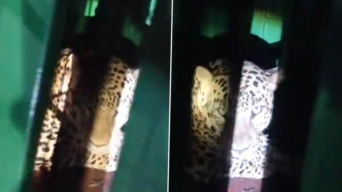Leopard Caught: 4 மாதங்களாக அச்சுறுத்திய சிறுத்தை.. கூண்டில் பிடிபட்ட வீடியோ உள்ளே..!