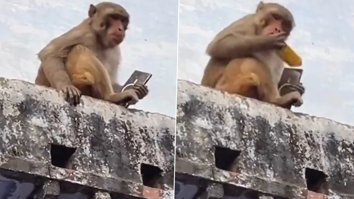 Monkey Steals Smartphone: செல்போன் வேணுமா? ஜூஸ் கொடு.. குரங்கின் ஸ்மார்ட் டெக்னீக்.. வைரல் வீடியோ இதோ.!