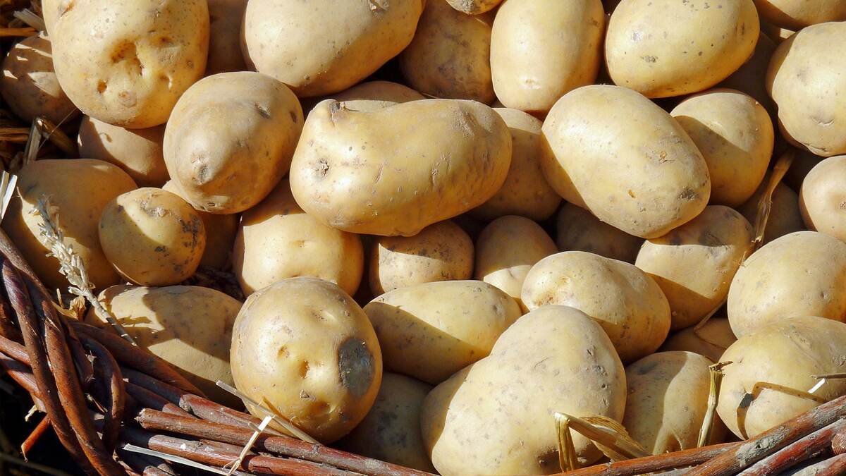Potato Benefits: உருளைக்கிழங்கில் உள்ள மருத்துவ பயன்கள் என்னென்ன தெரியுமா..? விவரம் உள்ளே..!