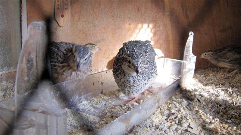 Raising Japanese Quail: ஜப்பானிய காடை வளர்ப்பு முறை.. அசத்தல் டிப்ஸ் இதோ..!
