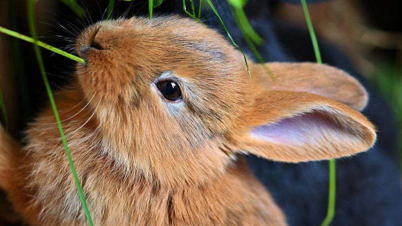 Heatstroke In Rabbits: கோடையில் முயல் பாரமரிப்பு.. கண்டிப்பா இதெல்லாம் தெரிஞ்சிக்கோங்க.!