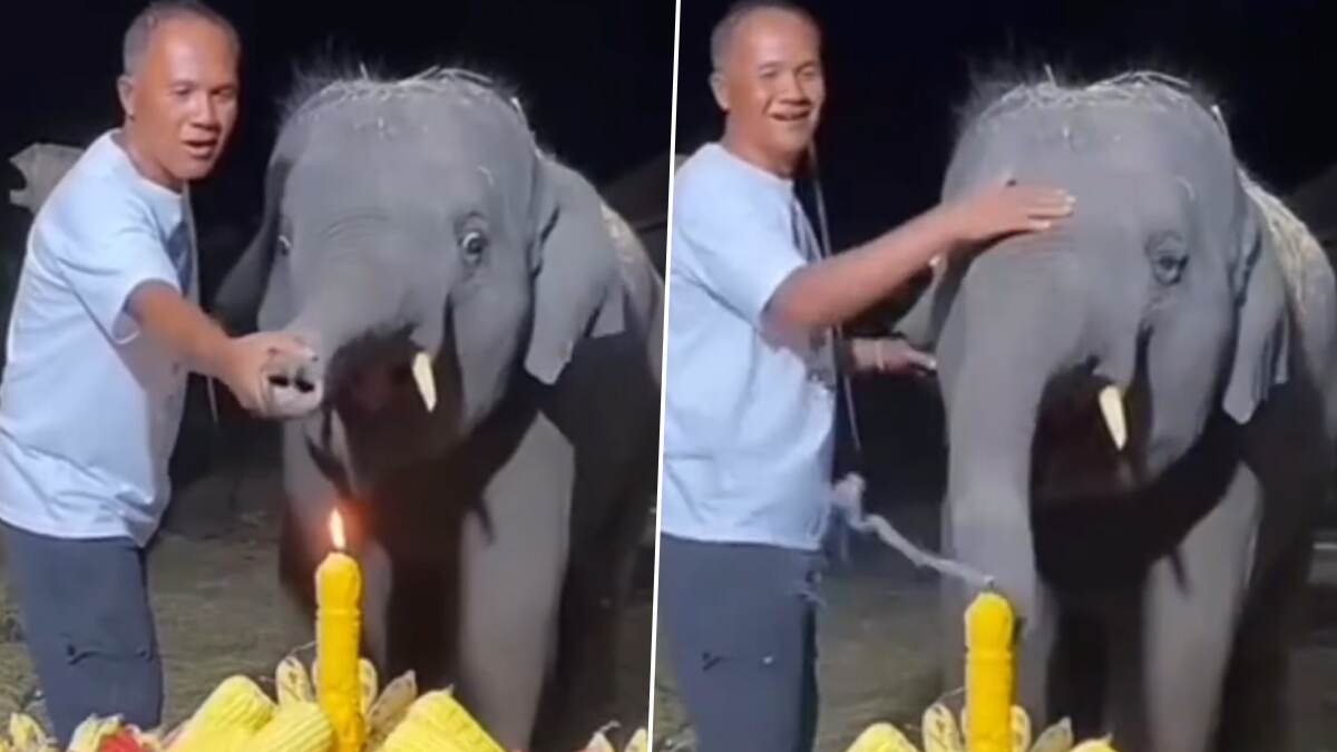 Elephant Celebrates Birthday: மெழுகை ஊதி பிறந்தநாள் கொண்டாடிய குட்டி யானை; நெகிழவைக்கும் வீடியோ வைரல்.!