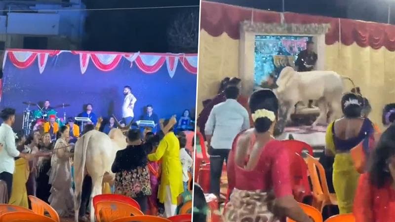 Viral Video: குத்தாட்டம் போட்ட உறவினர்கள்.. மேடையில் சீறிப் பாய்ந்த காளை மாடு..,  வைரலாகும் வீடியோ உள்ளே..!