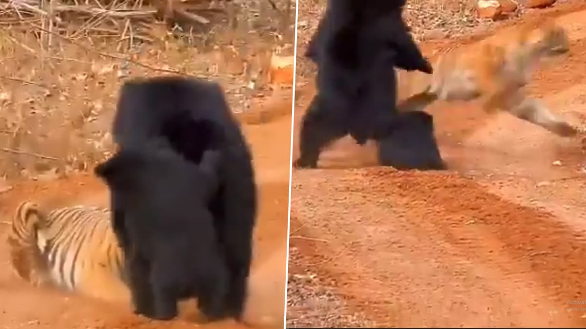 Trending Video: "என் புள்ளையை எங்கடா கொண்டு போற" - குட்டிக்காக புலியிடம் பாய்ந்த தாய் கரடி.!