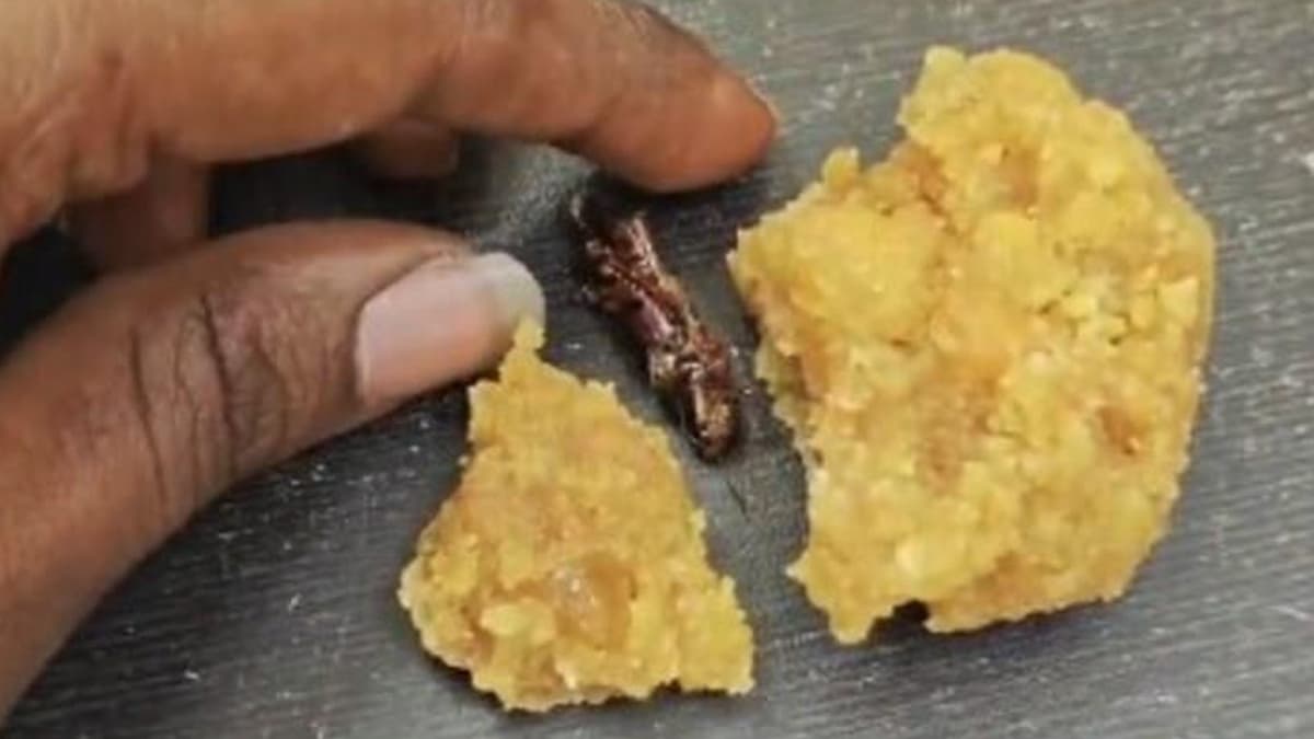 Cockroach in Laddu: பிரபல கோவில் பிரசாதத்தில் கரப்பான்பூச்சி.. பக்தருக்கு ஷாக்.!
