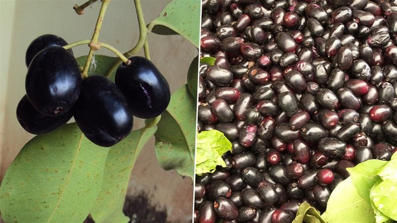 Naval Pazham Benefits: நாவல் பழத்தின் நன்மைகள்.. சீசன்ல தவற விடாதீங்க.!