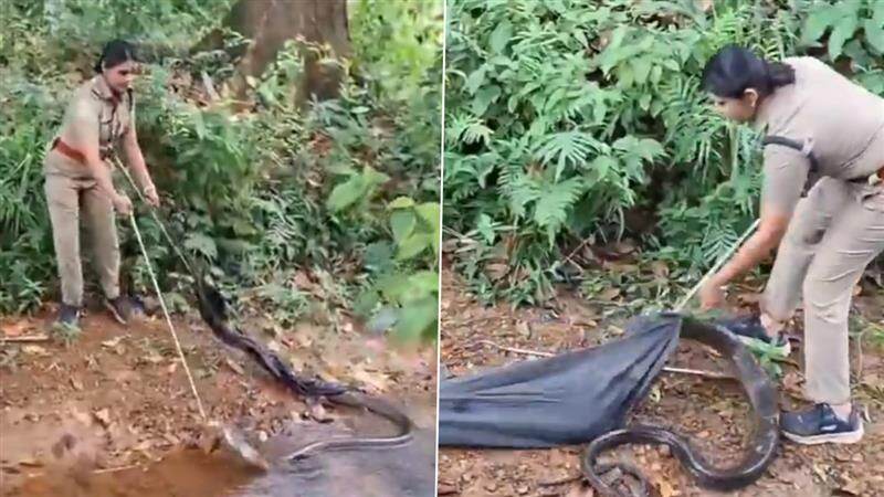 Viral Video: 18 அடி நீளமுள்ள ராஜநாகம்.. பெண் வனத்துறை அதிகாரி துணிச்சல்.. வீடியோ வைரல்..!