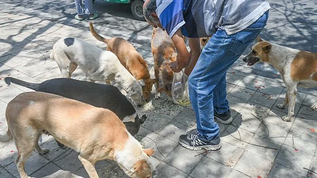 Food For Dogs: தெருநாய்களுக்கு ஊட்டச்சத்து வழங்கும் அசைவ உணவு திட்டம்.. அரசு அதிரடி.!