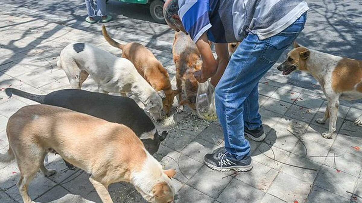 Food For Dogs: தெருநாய்களுக்கு ஊட்டச்சத்து வழங்கும் அசைவ உணவு திட்டம்.. அரசு அதிரடி.!