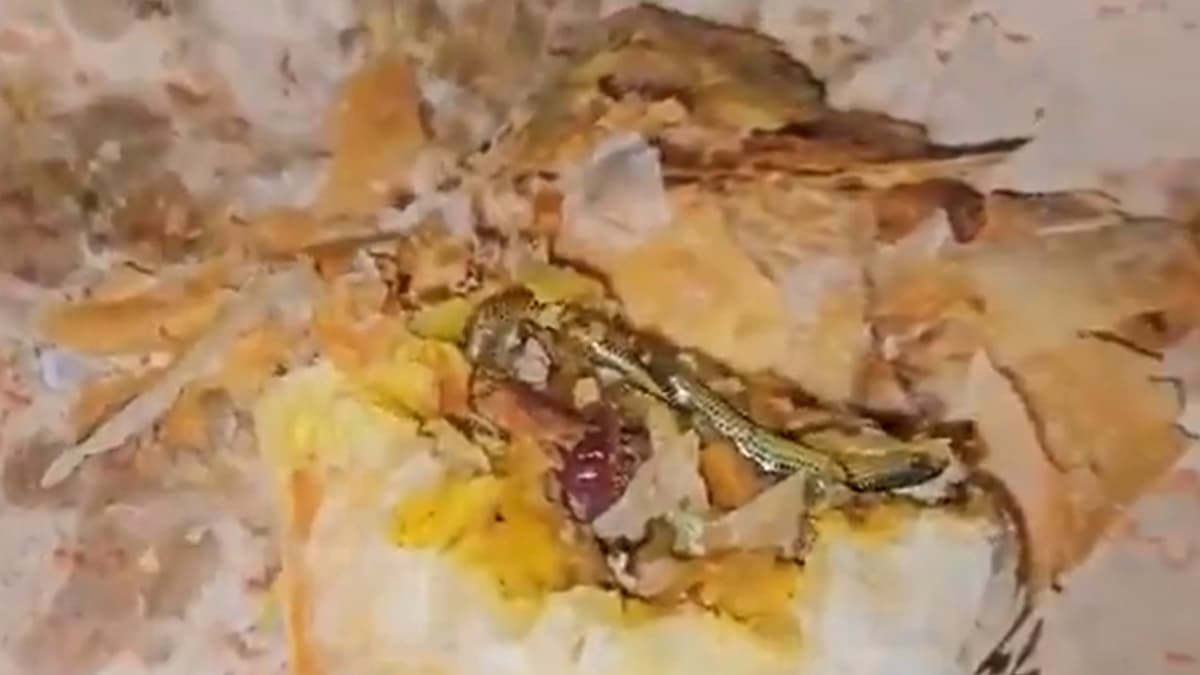 பப்ஸ் பிரியர்களே உஷார்.. பப்ஸ்க்குள் பாம்பை பொரித்து அனுப்பிய பேக்கரி.. அதிர்ச்சி வீடியோ.!