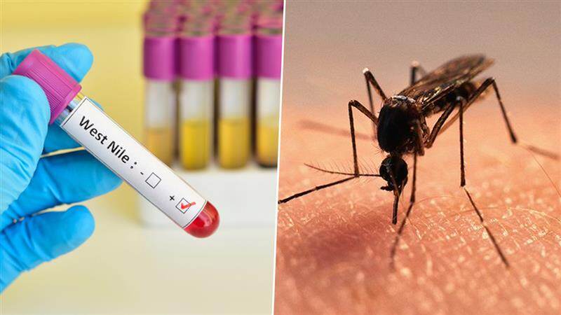 West Nile Virus: கொசுக்கடியால் பரவும் கொடூர வைரஸ்.. மரணத்தை உண்டாக்கும் நோய்.!
