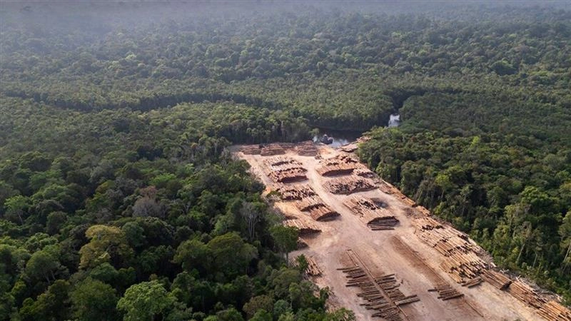 Amazon Deforestation: அமேசான் காடழிப்பு; சுற்றுச்சூழல் ஆர்வலர்கள் 2,253 பேர் மர்ம மரணம்.. ஆய்வில் வெளியான அதிர்ச்சி தகவல்..!