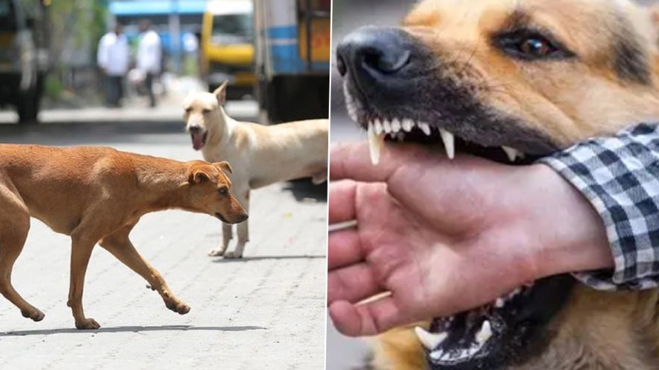 Dog Bite Treatment: நாய் கடித்த பின்னர் செய்ய வேண்டியது என்ன? இந்த விஷயங்களை நோட் பண்ணுங்க.!
