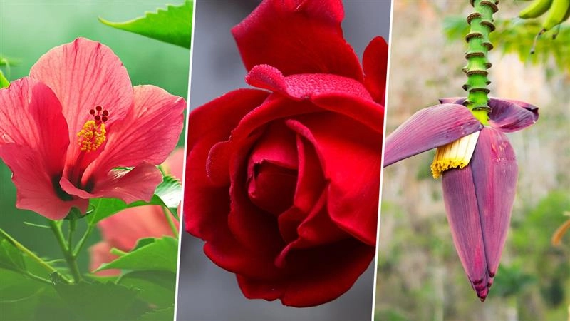 Health Tips: பூக்களில் மருத்துவ குணம்.. இதையெல்லாம் நோட் பண்ணுங்க பாஸ்.!