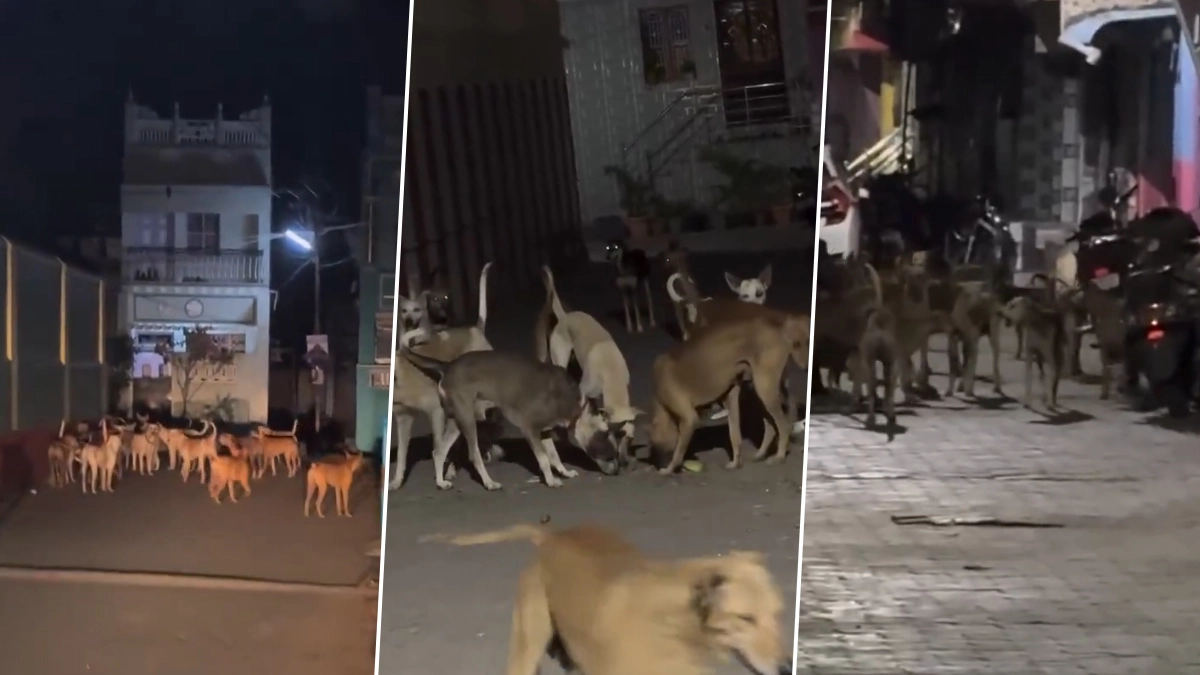 Tenkasi News: ஒன்றா, இரண்டா.. கடையநல்லூரில் நள்ளிரவில் சுற்றுப்போடும் தெருநாய்கள்.. பகீர் வீடியோ வைரல்..!