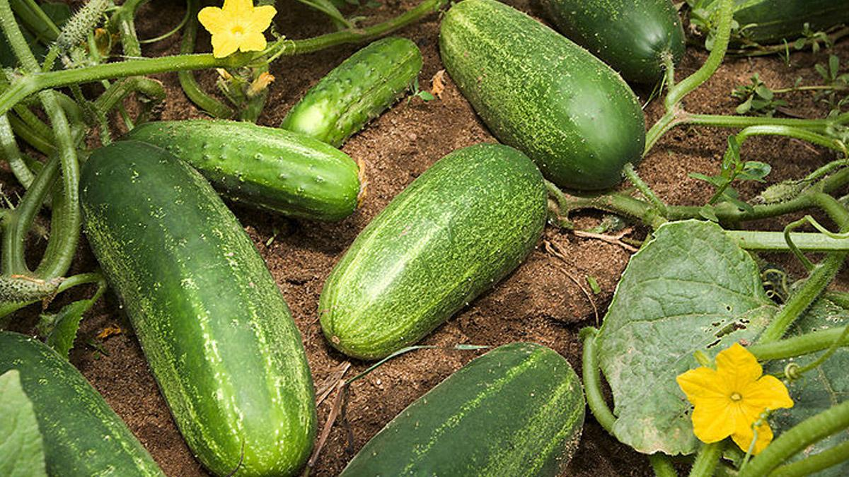 Benefits Of Cucumber: வெள்ளரிக்காயில் உள்ள நன்மைகள் என்னென்ன..? விவரம் உள்ளே..!