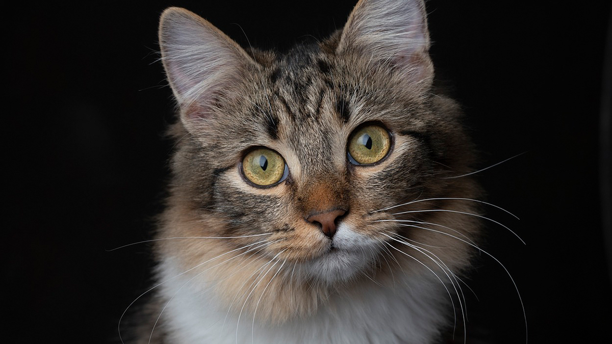 Pets: செல்லப் பிராணிகளை வளர்க்கலாமா? பூனை முதல் முயல் வரை.. அசத்தல் டிப்ஸ் இதோ..!