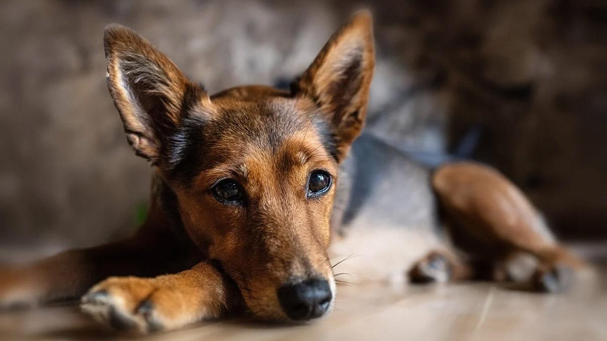 Bestiality Case: தெருநாயுடன் உடலுறவு கொண்ட காமக் கொடூரன்.. அதிர்ச்சி சம்பவம்..!