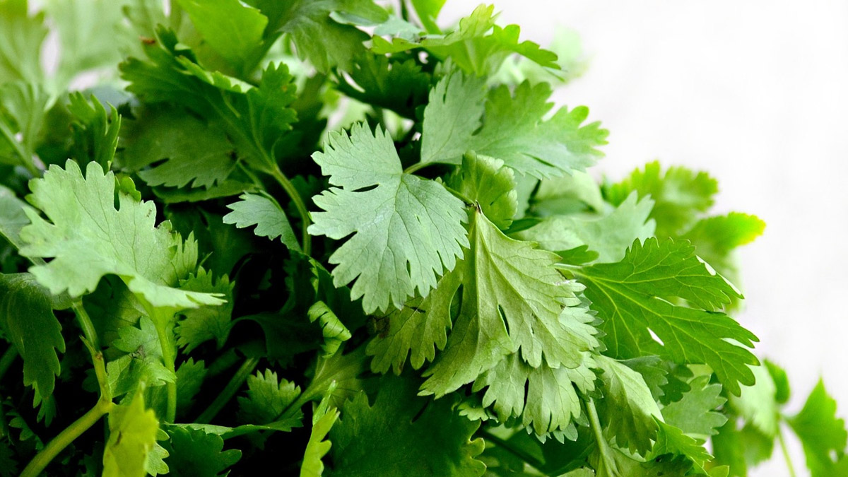 Benefits Of Coriander Leaves: சிறுநீரக பிரச்சனைகளை சரிசெய்யும் கொத்தமல்லி கீரையின் பயன்கள்..!