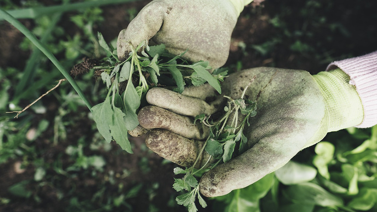 Terrace Gardening: மாடித்தோட்டம் ஈஸியா அமைக்கலாம்.. வேளாண் கல்லூரி மாணவிகள் விளக்கம்..!