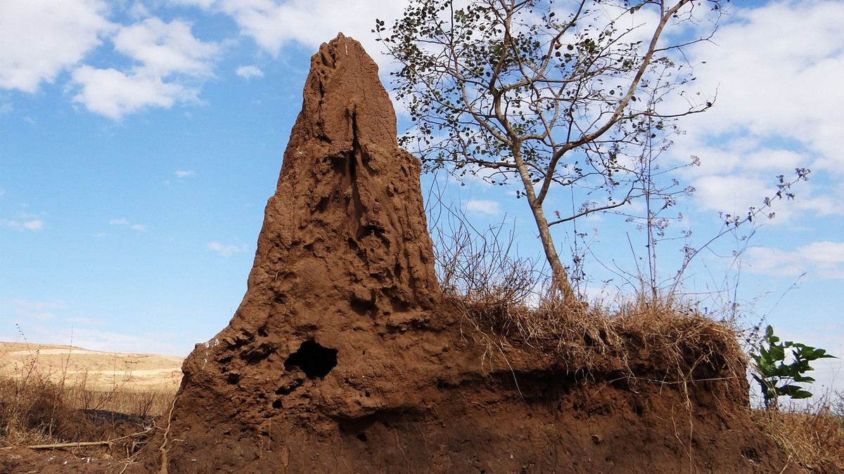 Ecological Benefits of Termite Soil: கரையான் புற்றெடுத்தால் அது சாமி வீடு.. புற்றுமண்ணின் பயன்கள் என்னென்ன?.!