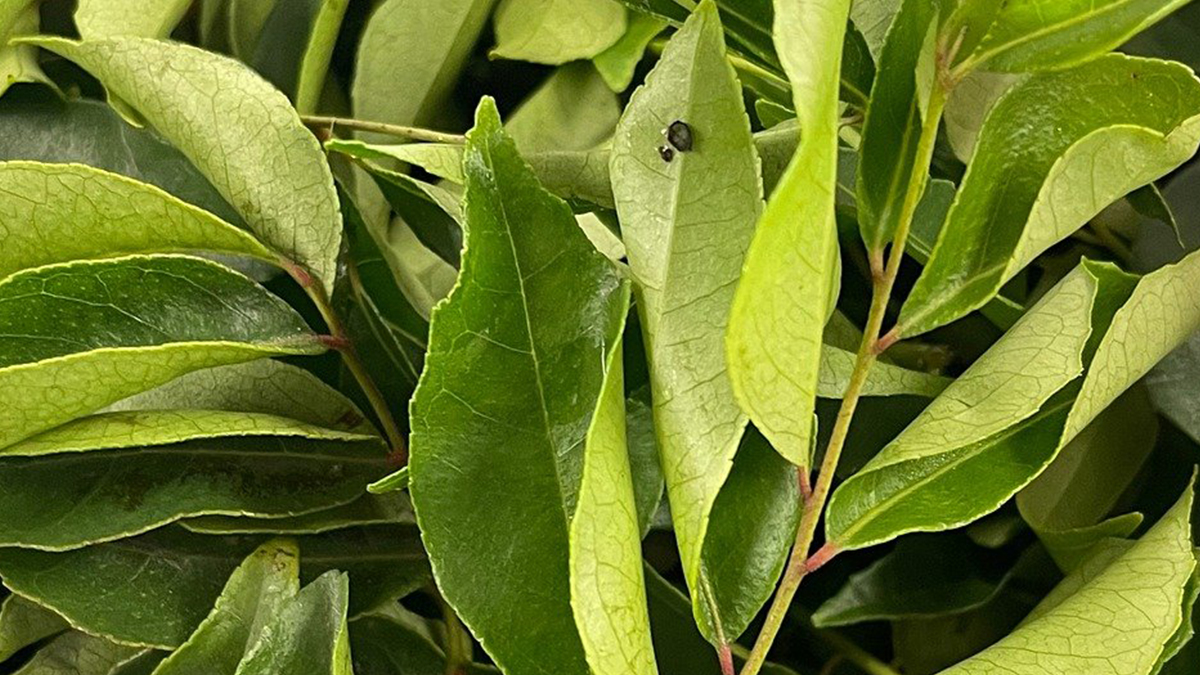 Benefits Of Curry Leaves: கறிவேப்பிலையில் உள்ள நன்மைகள் என்னென்ன..? விவரம் உள்ளே..!