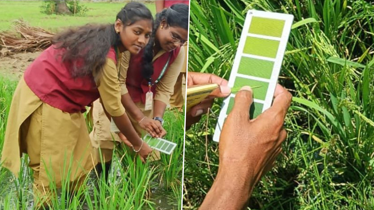 Use of Leaf Color Chart: இலை வண்ண அட்டை.. பயன்படுத்துவது எப்படி.? விபரம் உள்ளே..!