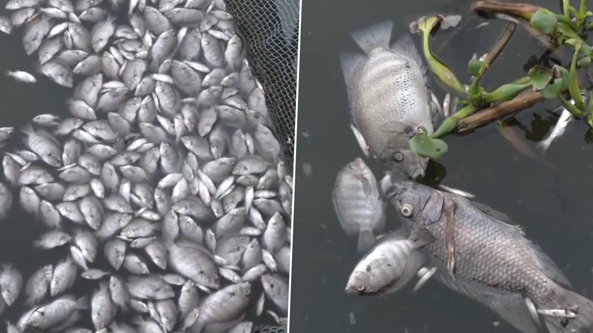 Periyar River Pollution: தொழிற்சாலை கழிவுகளால் சுகாதாரக்கேடு; பெரியார் ஆற்றில் மீன்கள் செத்து மிதந்ததால் அதிர்ச்சி.!