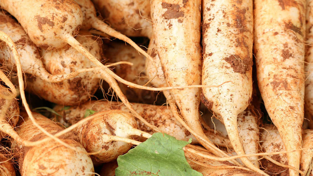 Guide to Radish Farming: முள்ளங்கி சாகுபடி.. மண்ணிற்கும் மனிதனுக்கும் சத்துகள் அளிக்கும் இயற்கை விவசாயி..!
