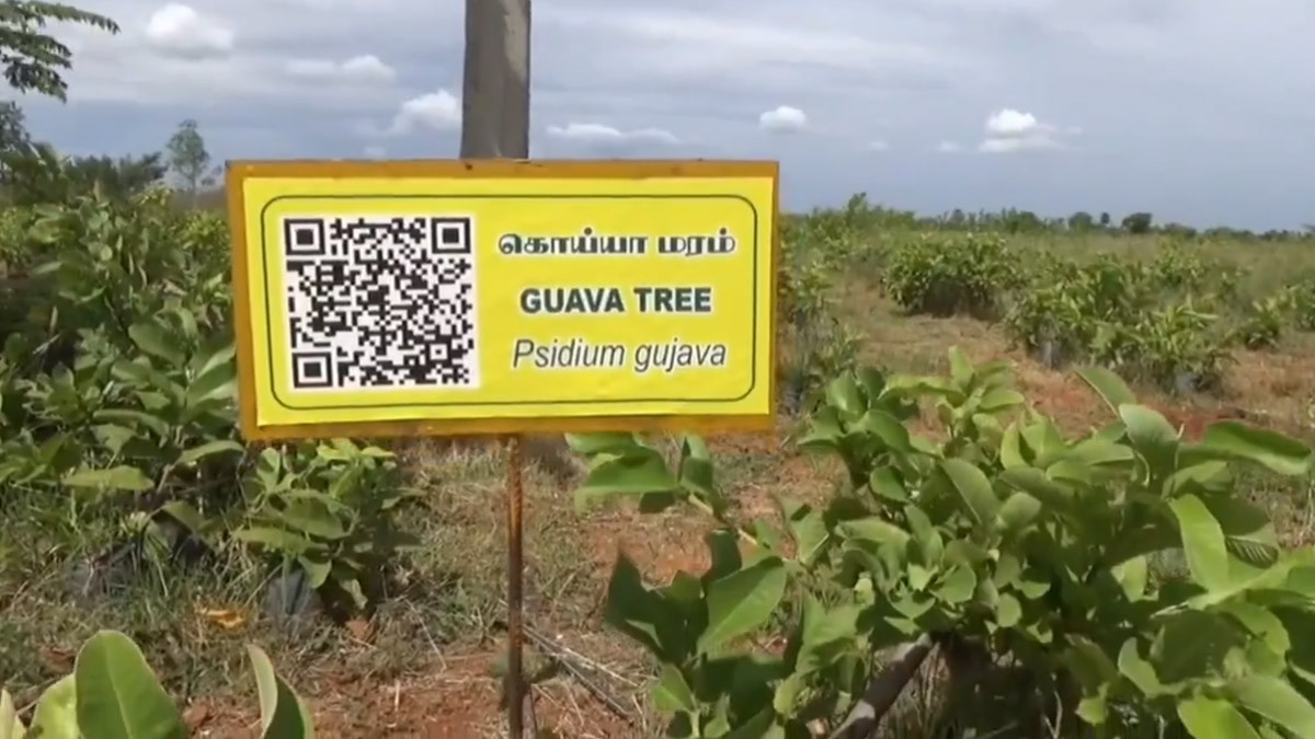QR Code For Trees: 